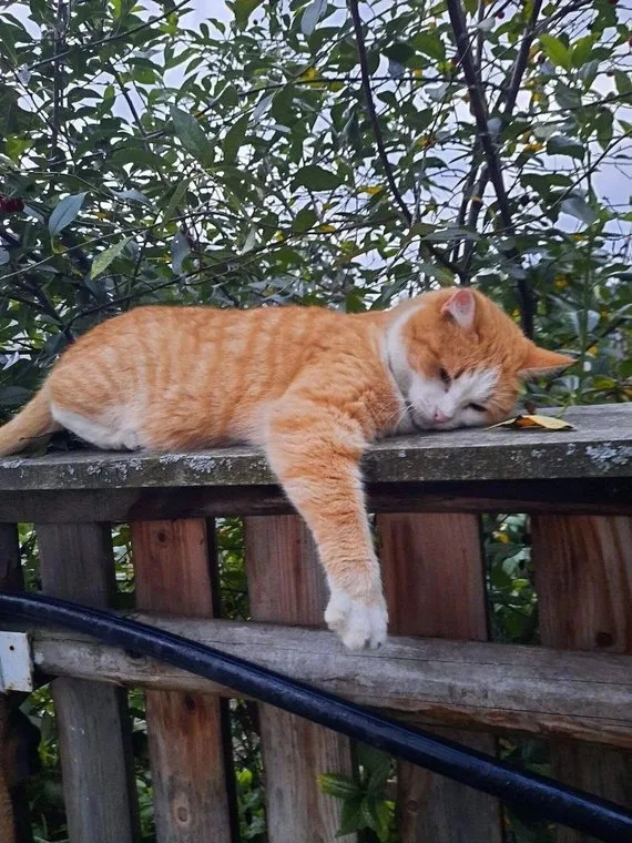 A ginger cat stretched out on a fence